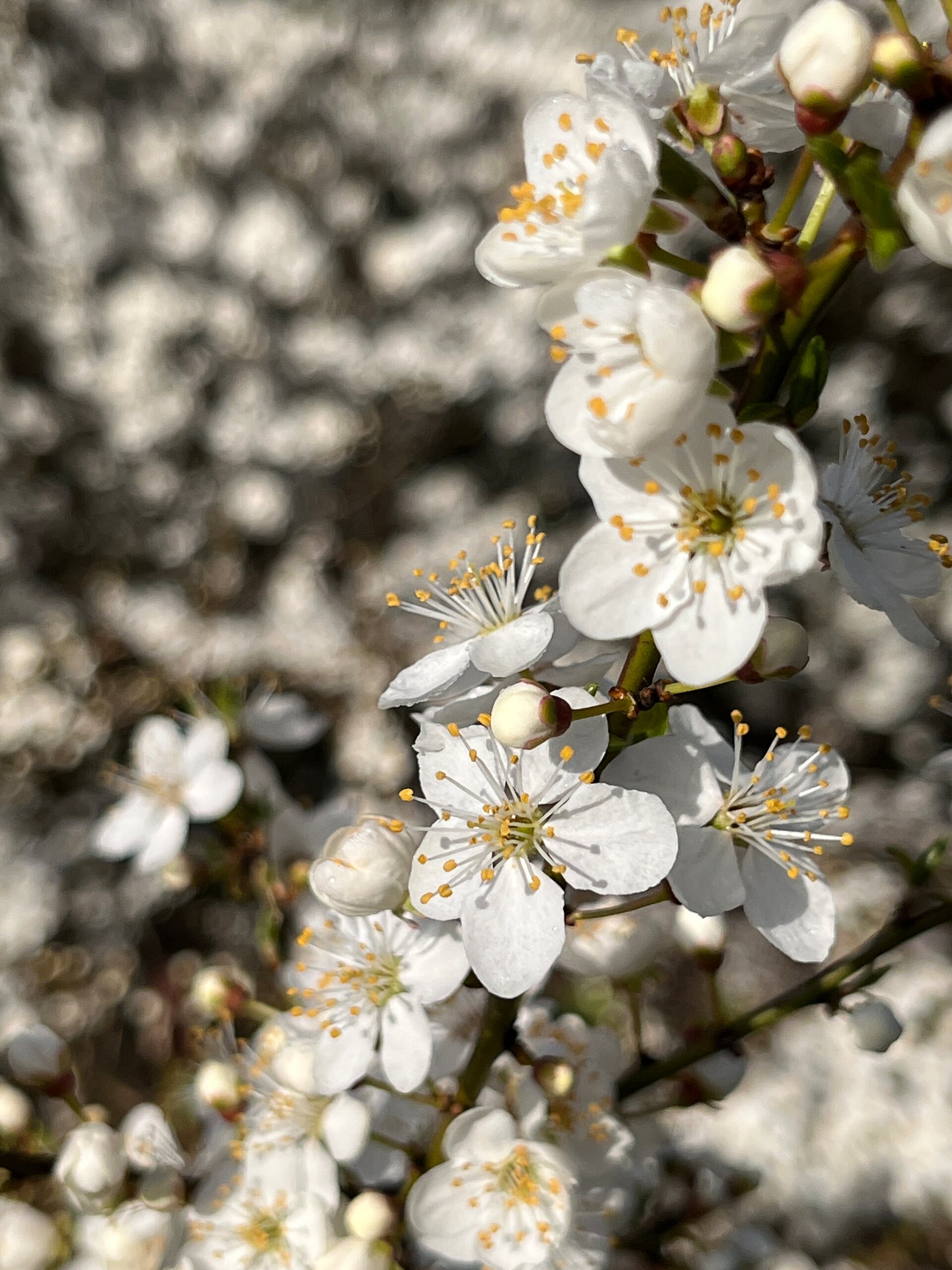 A branch of white blossom, open flowers and buds along it, against a blur of more blossom behind.