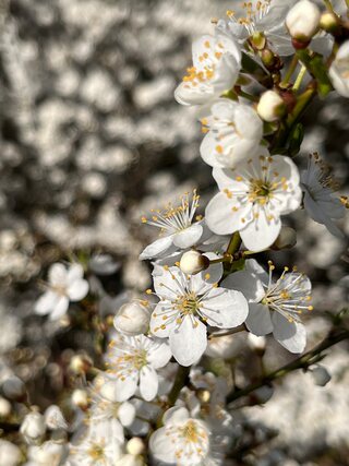 A branch of white blossom, open flowers and buds along it, against a blur of more blossom behind.